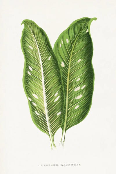 Botanical Illustrations: Green Dieffenbachia Baraquiniana Leaf Illustration by Les Plantes a