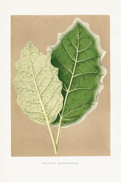 Botanical Illustrations: Green Solanum Marginatum Leaf Illustration by Les Plantes a
