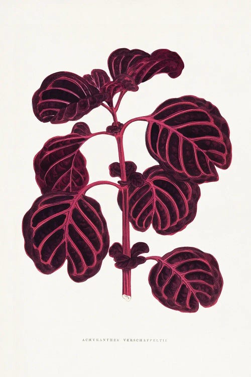 Pink Achyranthes Verschaffeltii Leaf Illustratio by Les Plantes a wall art