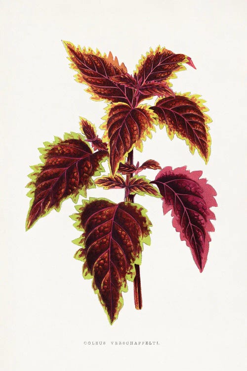 Pink Coleus Leaf Illustration by Les Plantes a wall art