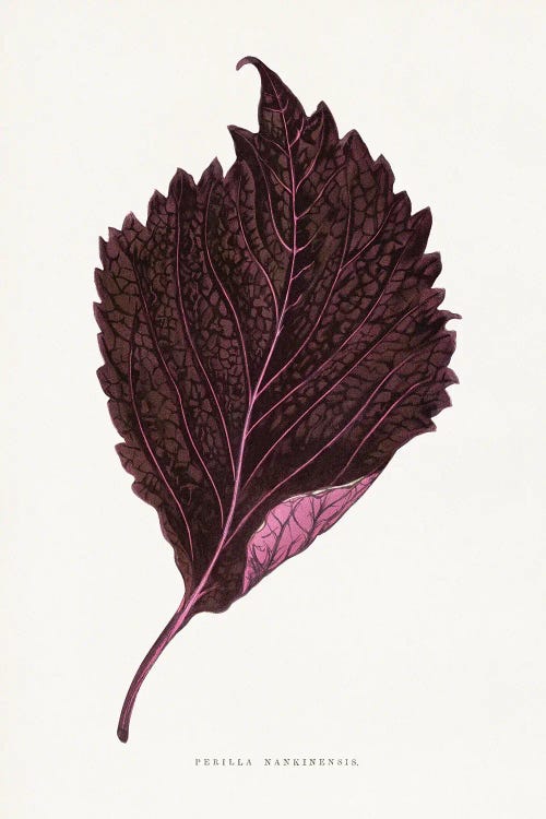 Pink Perilla Nankinensis Leaf Illustration