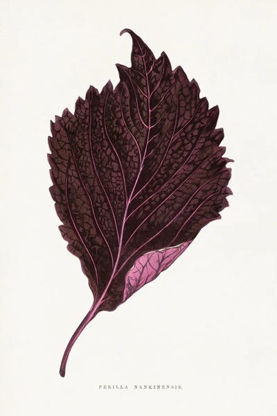 Fine Art Print: Pink Perilla Nankinensis Leaf Illustration by Les Plantes a