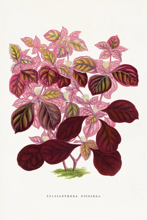 Pink Teleianthera Ficoidea Leaf Illustration