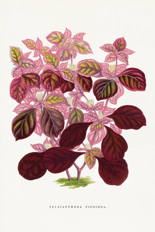 Pink Teleianthera Ficoidea Leaf Illustration by Les Plantes a wall art
