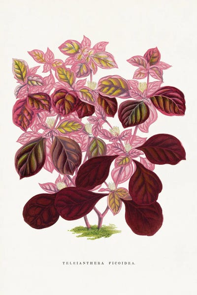 Vintage Botanical Illustrations: Pink Teleianthera Ficoidea Leaf Illustration by Les Plantes a
