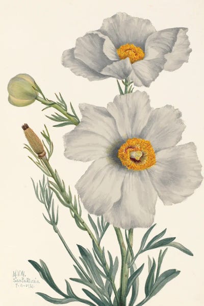 Botanical Illustrations: Matilija Poppy by Mary Vaux Walcott