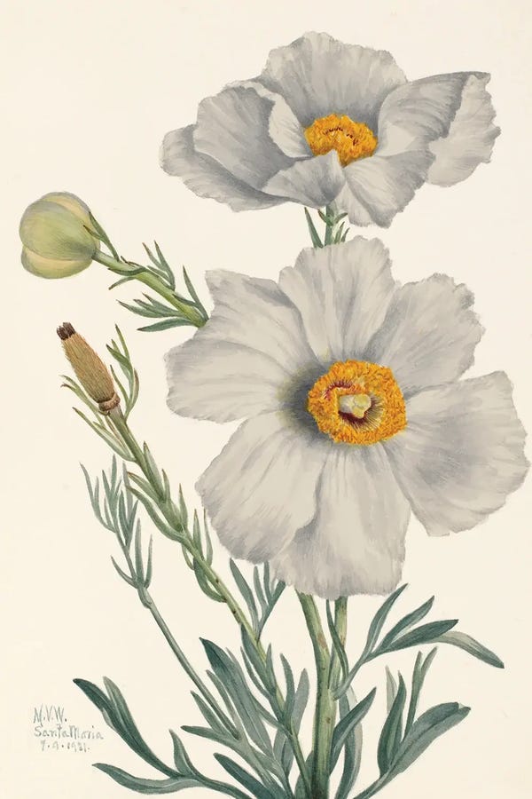 Mary Vaux Walcott