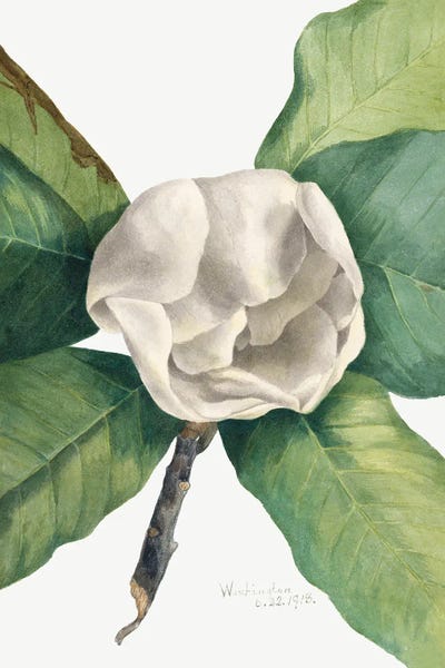 Vintage Botanical Illustrations: Southern Magnolia (1918) by Mary Vaux Walcott
