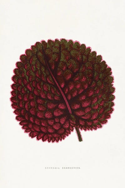 Botanical Illustrations: Pink Gesneria Exoniensis Leaf Illustration by Les Plantes a