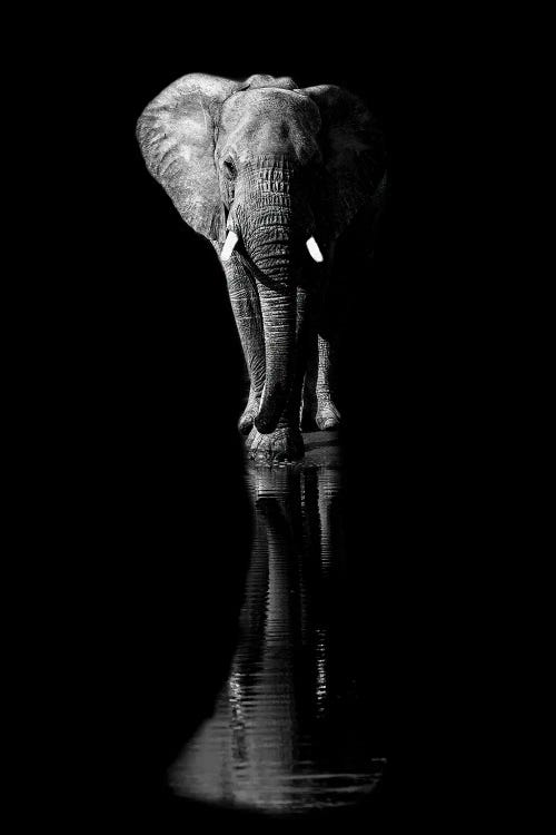 Elephant by Jie Fischer wall art