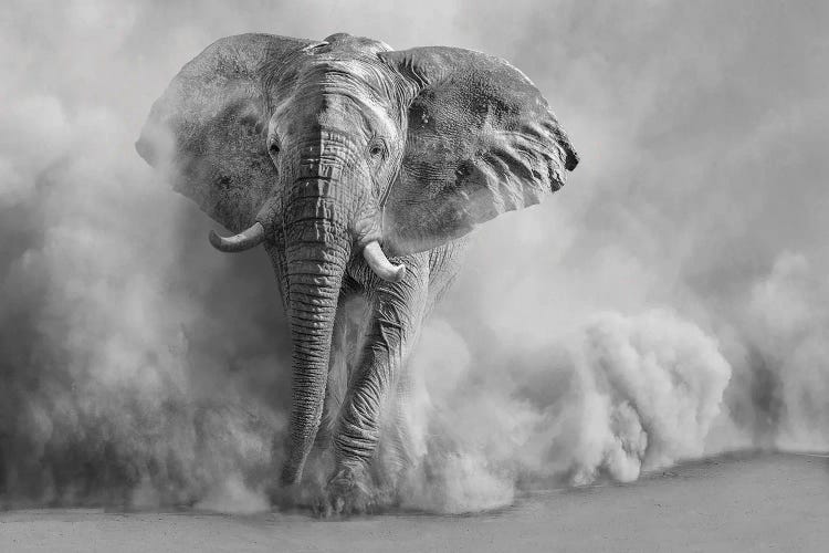 Sandstorm Black & White
