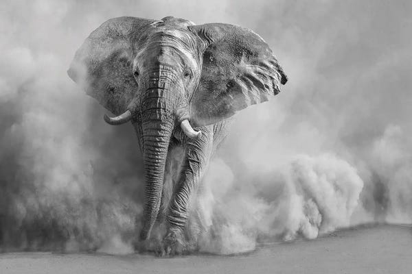 Animal Lover: Sandstorm Black & White by Marcel Egger