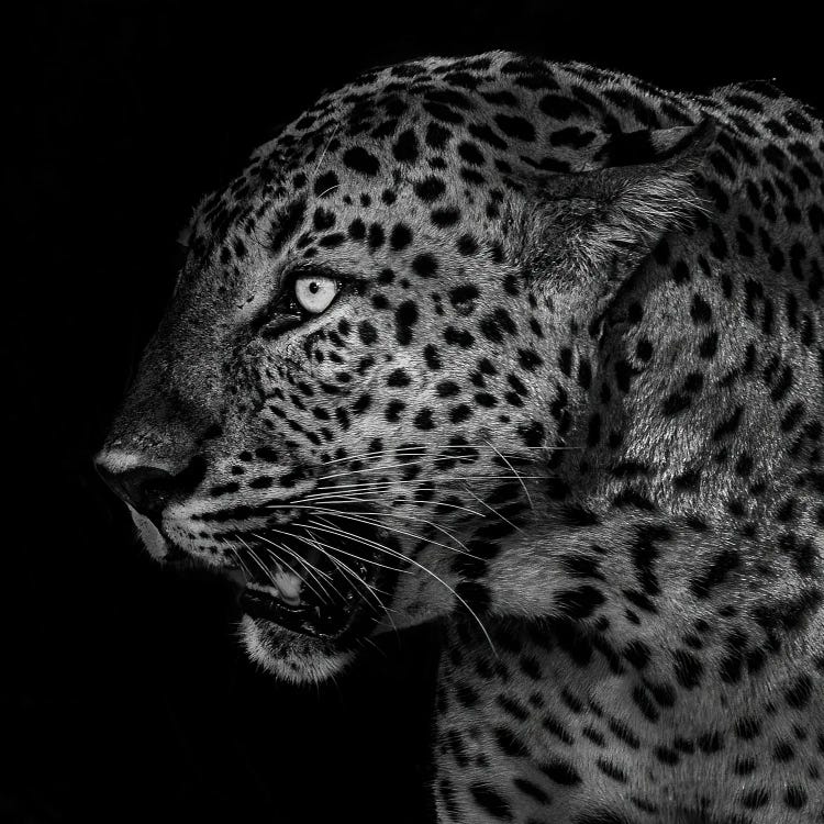Untitled Leopard by Liwen Tao wall art