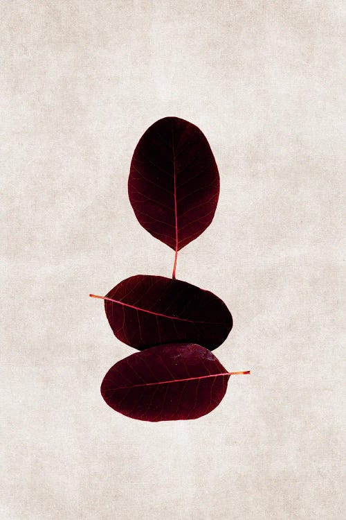 Three Of A Kind II by Iris Lehnhardt wall art