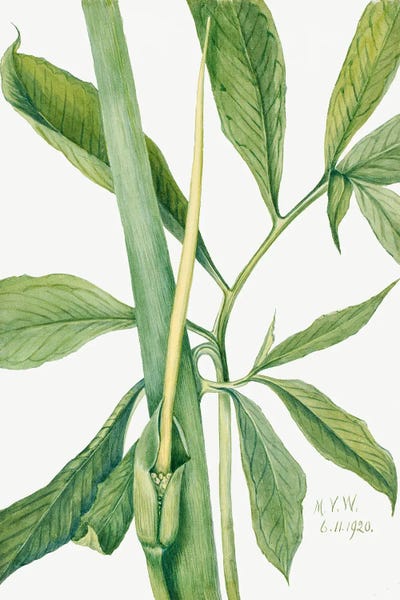 Botanical Illustrations: Greendragon (1920) by Mary Vaux Walcott