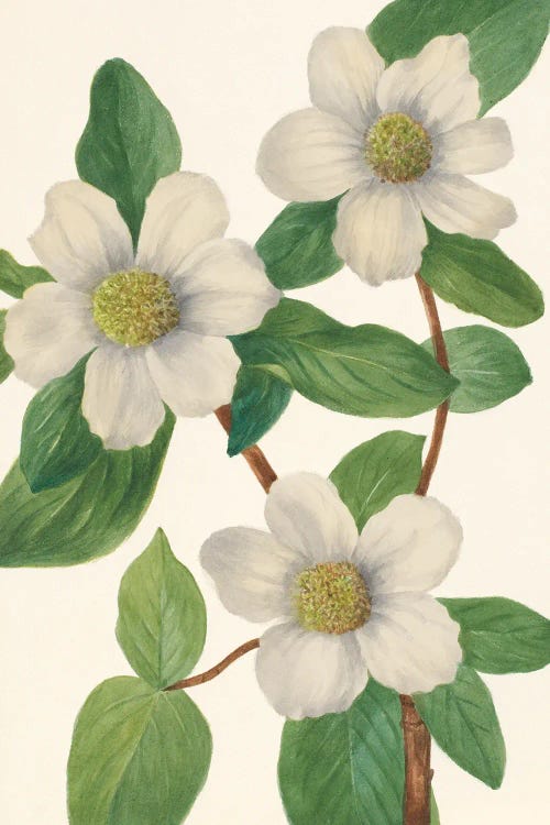 Pacific Dogwood by Mary Vaux Walcott wall art