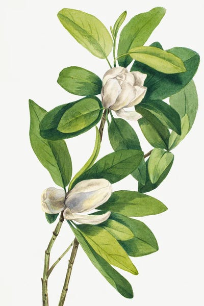 Botanical Illustrations: Swamp Magnolia (1918) by Mary Vaux Walcott