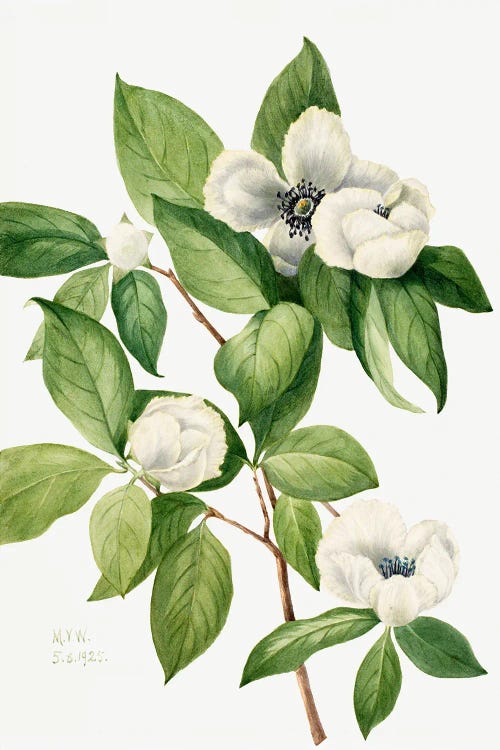 Virginia Stewartia (1925) by Mary Vaux Walcott wall art