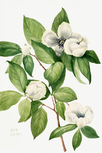 Botanical Illustrations: Virginia Stewartia (1925) by Mary Vaux Walcott