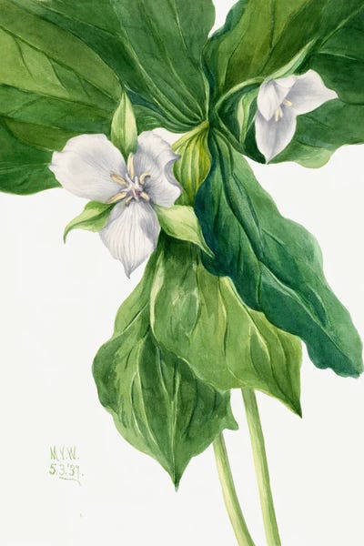Botanical Illustrations: Wake Robin (1939) by Mary Vaux Walcott