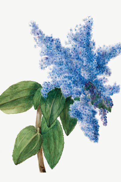 California Lilac by Mary Vaux Walcott canvas print