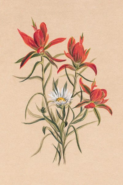 Vintage Botanical Illustrations: Indian Painbrush by Mary Vaux Walcott