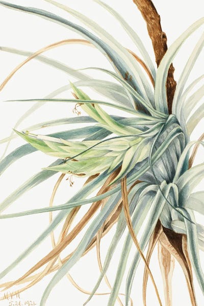 Pineapples: Wild Pineapple (1921) by Mary Vaux Walcott