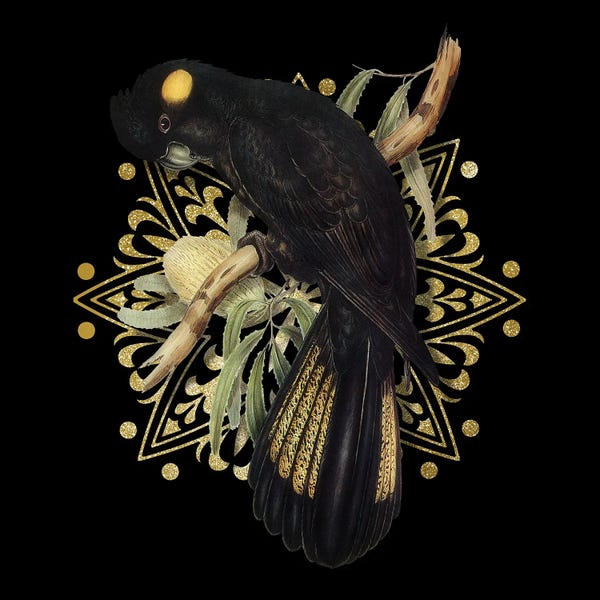Funeral Cockatoo