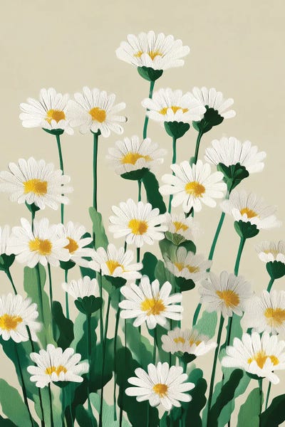 White Daisies In Bloom