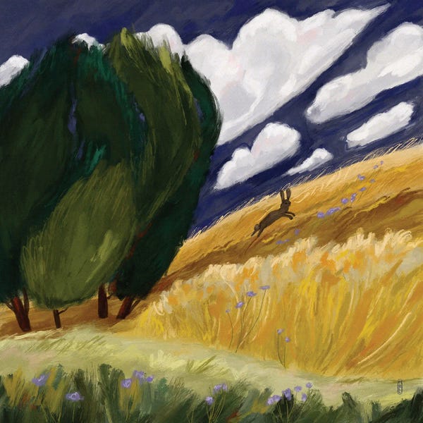 Running Hare Golden Field
