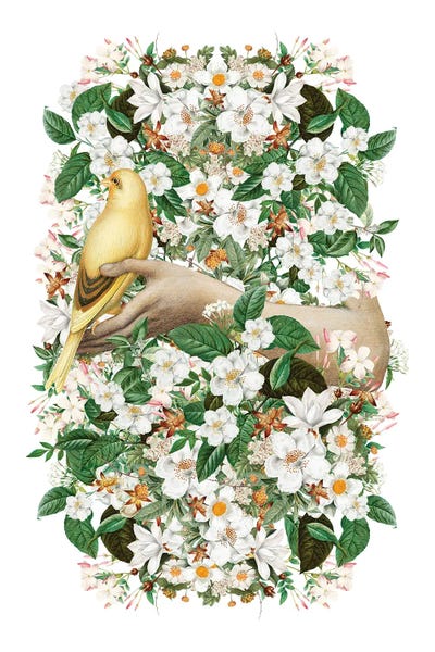Fine Art Print: Yellow Bird and Blossoms by Marja Van Den