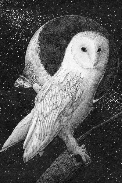 Fine Art Print: Moonlit Barn Owl by EC Mazur
