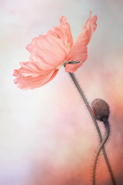 Canvas Print: Gentle Pink Poppy by Lenka - thumbnail