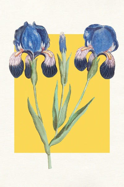 Blue Iris Botanical