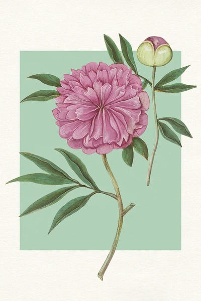 Pink Peony Blossom