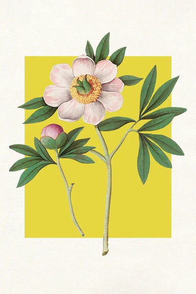 Pink Peony Botanical Illustration