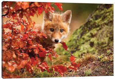 Fox Canvas Art Print - 1x Scenic Photography