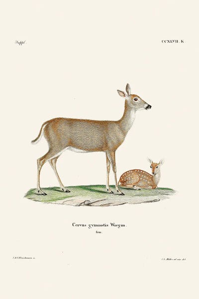 All Greens - Canvas Prints: Virginian Deer (1778 1855) By Johann Andreas Wagener And Johann Christian Daniel Von Schreber. by Pictufy