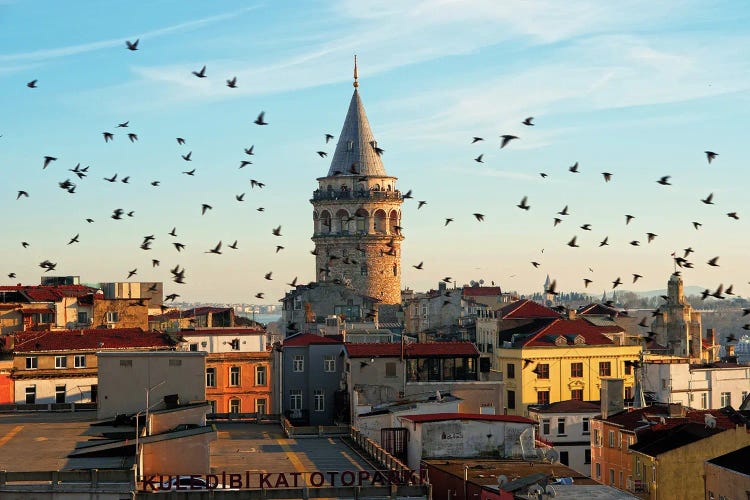 Galata Seaguls