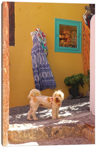 Greece Dog Canvas Art Print - Santorini Art