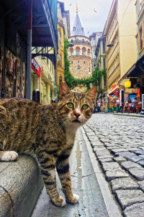 Galata Tower Cat