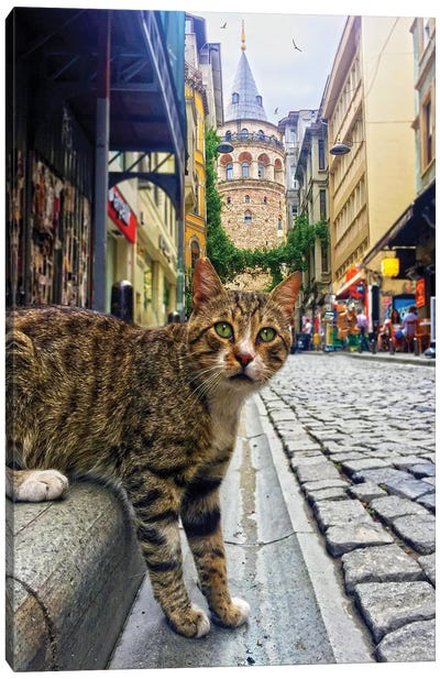Galata Tower Cat Canvas Art Print - Turkey Art