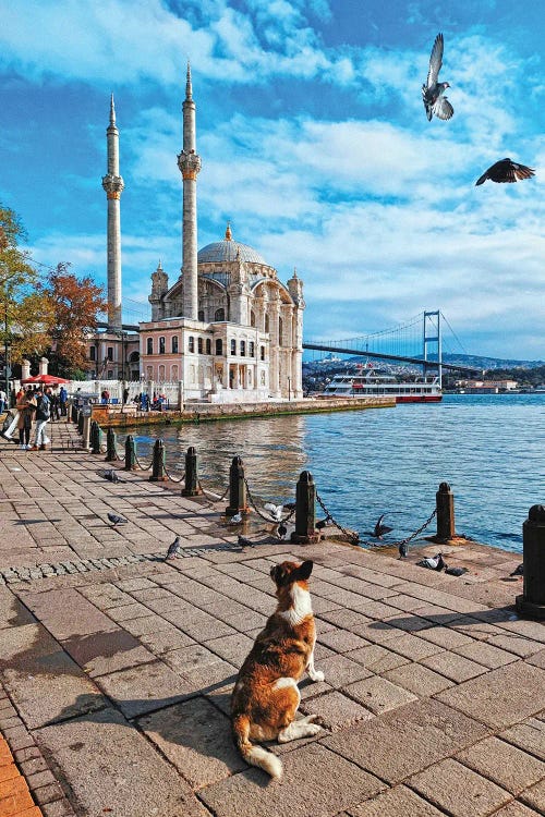 Ortakoy Mosque And Dog