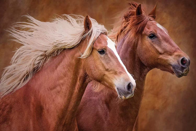 Purebred I by Ozana Sturgeon wall art