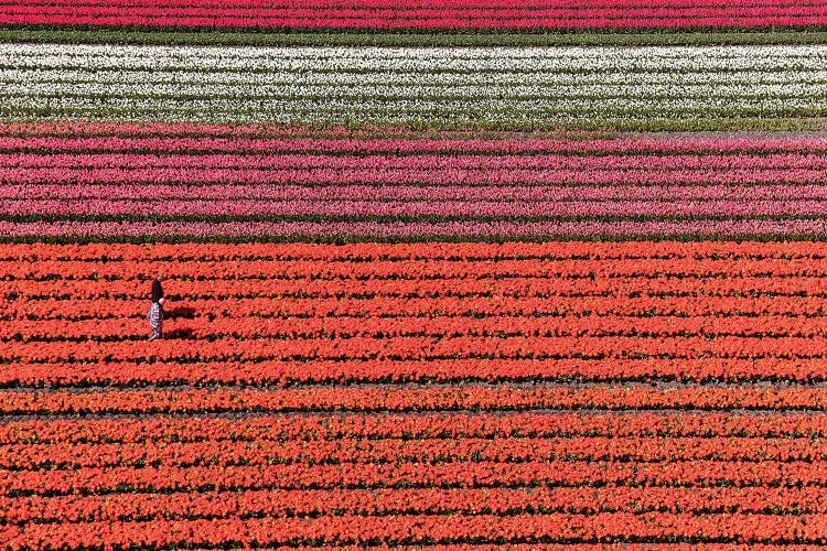 Aerial view of the tulip fields in North Holland, Netherlands