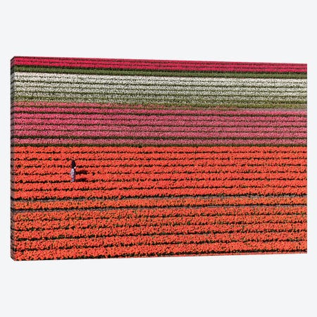Aerial view of the tulip fields in North Holland, Netherlands Canvas Print #PAD10} by Peter Adams Canvas Art Print