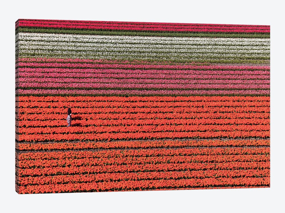 Aerial view of the tulip fields in North Holland, Netherlands by Peter Adams 1-piece Canvas Artwork