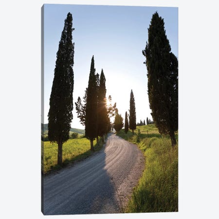 Cypress-lined Dirt Road, Tuscany Region, Italy Canvas Print #PAD1} by Peter Adams Canvas Print