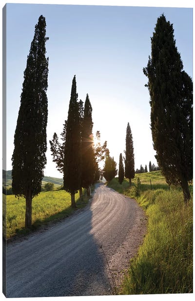 Cypress-lined Dirt Road, Tuscany Region, Italy Canvas Art Print
