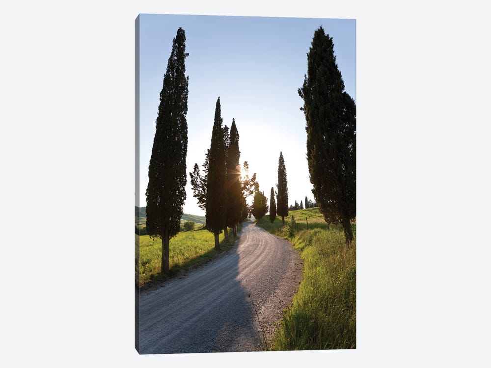 Cypress-lined Dirt Road, Tuscany Region, Italy by Peter Adams 1-piece Canvas Print